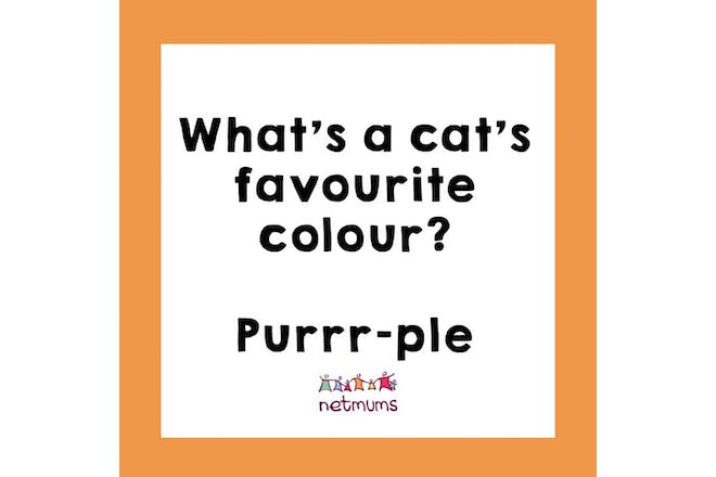 Joke: What's a cat's favourite colour? Purrple